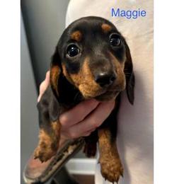 Maggie - Dachshund