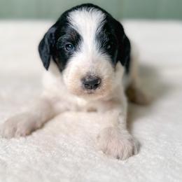 Romeo - Tri-color male Bernedoodle puppy in Osage City, Kansas from Golden Ridge Goldens