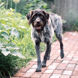 Griffin - Wirehaired Pointing Griffon