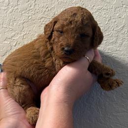 Girl 4 - Red  female Poodle puppy in Southwest Ranches, Florida from Herringbone ‘s Poodles