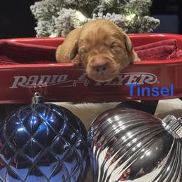 Tinsel - Yellow male Labrador Retriever puppy in Tigard, Oregon from Morrison Labrador Retreivers