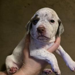 Lumi - Chestnut female Braque du Bourbonnais puppy in Deer Lodge, Tennessee from Steady Wind Braque du Bourbonnais Pointers