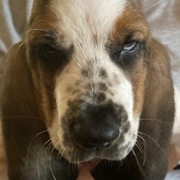 Boy 5 - Black brown and white Basset Hound puppy in Madisonville, Tennessee from Cash’s Bassets