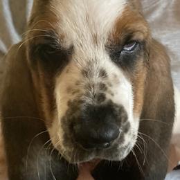 Boy 5 - Black brown and white Basset Hound puppy in Madisonville, Tennessee from Cash’s Bassets