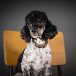 Bruiser Angus gallo - Poodle
