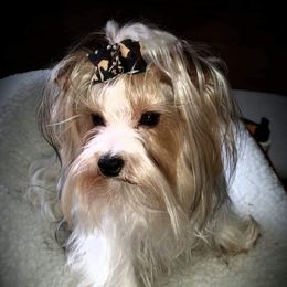 Suki - Yorkshire Terrier