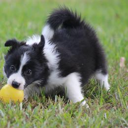 Black girl - Black female Border Collie puppy in Tylertown, Mississippi from Cool Meadow Farms