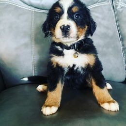 Bernese Mountain Dog Puppies from Blue Ridge Bernese