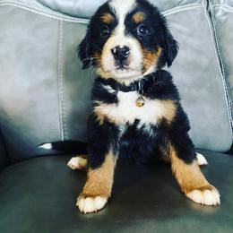 Bernese Mountain Dog Puppies from Blue Ridge Bernese