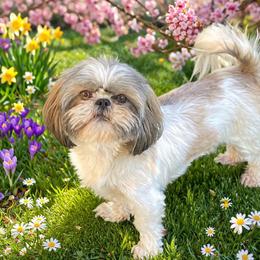 Paisley - Shih Tzu