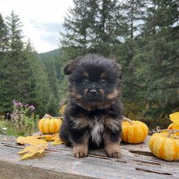 Cookie - Black and tan female Yorkshire Terrier puppy in Roseburg, Oregon from Dbos Furry Friends