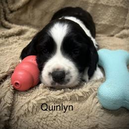Quinlyn - Black and white female English Springer Spaniel puppy in Clear Lake, South Dakota from Coteau Springers