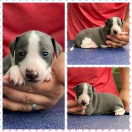 Italian Greyhound, Lagotto Romagnolo, and Whippet Puppies from Sugar Valley Farm