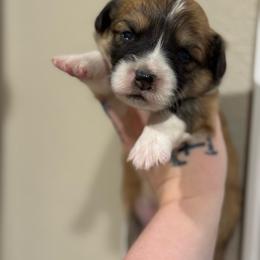 Peter- Fluffy - Red male Pembroke Welsh Corgi puppy in Aberdeen, Washington from Coastal country Farms