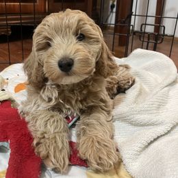 Raphael - Cream male Goldendoodle puppy in Lillington, North Carolina from Peace, Love, and Puppies at the Creek