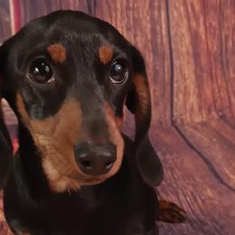 Lilybell - Dachshund