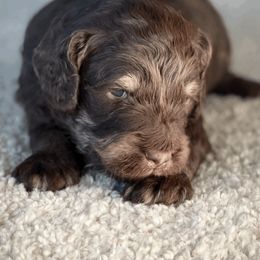 Goldendoodle Puppies from Doodlebloom Farm