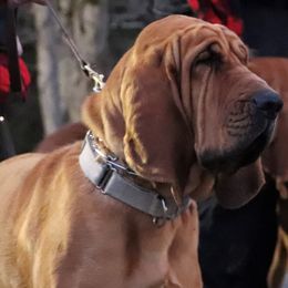 Bloodhounds from Dry Creek Bloodhounds