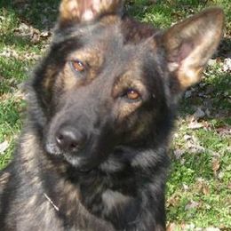 German Shepherds from Vom Schutzengel German Shepherds