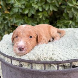 Queen Charlotte - Parti female Goldendoodle puppy in Barstow, California from Golden Desert Doodles