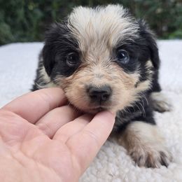 Electric - Black and white male Border Collie puppy in East Brady, Pennsylvania from Riverwood