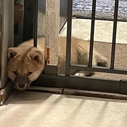 Shiba Inu Puppies from The Animal Farm at Clewiston