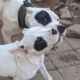 Dogo Argentino Puppies from De la Fuerza de Dios