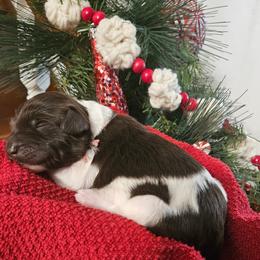 Girl 2 - White and black female Bordoodle puppy in Hillsboro, Wisconsin from Nolichuckey Bordoodles