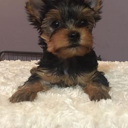 Yorkshire Terrier Puppies from Little Blessings Yorkies