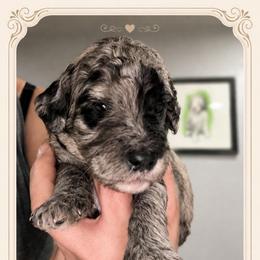 Manon - Merle female Goldendoodle puppy in Moreno Valley, California from Rainbow SoCal Doodles