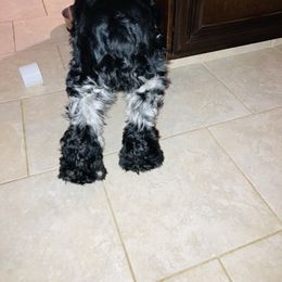 Cola’s Peaches - Cocker Spaniel