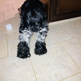 Cola’s Peaches - Cocker Spaniel