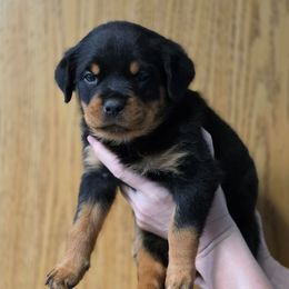 Eleanor(purple collar) - Black and mahogany female Rottweiler puppy in Cottage Grove, Oregon from Divine Rottweilers