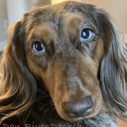 Charlotte - Dachshund