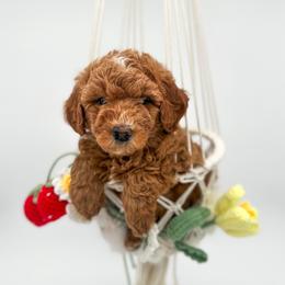 Flower - Red  female Goldendoodle puppy in Wooster, Ohio from Cynology Doodles