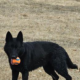 German Shepherd puppies from Von Thomson Haus