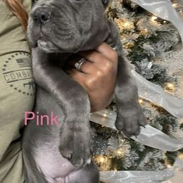 Biewer Terrier, Cane Corso, and Yorkshire Terrier Puppies from Exotic Yorkie Imports & Cessna Cane Corso