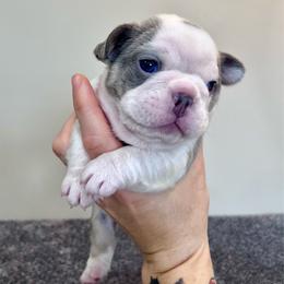 Tahiti - Tricolors female French Bulldog puppy in Lynchburg, Ohio from Pennington Family Frenchies