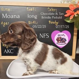 Moana - Piebald female Dachshund puppy in Hoquiam, Washington from Heyd's Mini Dachshunds