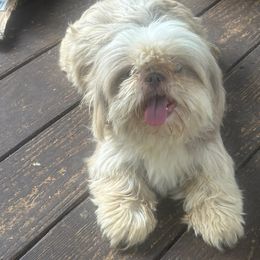 Izzie - Shih Tzu