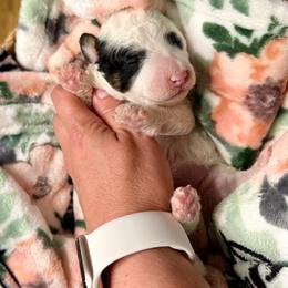 Boy 1 - Parti male Poodle puppy in Dunn, North Carolina from Sandy Creek Kennels