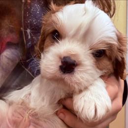 Boy 1 - Blenheim male Cavalier King Charles Spaniel puppy in Brookings, South Dakota from Precious Pooches Cavalier King Charles Spaniels