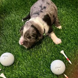 Arnie - Blue merle male Toy Australian Shepherd puppy in Nemo, Texas from Fairway Furries