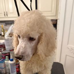 Clifford - Cream male Poodle puppy in Groveland, Florida from Feathers and Hooves Buckley Farms