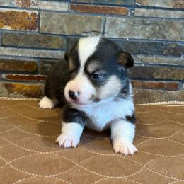 Girl 3 - Black and tan female Pembroke Welsh Corgi puppy in Visalia, California from VIP Stables