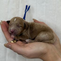 Yoda - Blue - Red male Cavapoo puppy in South Jordan, Utah from Simply Sweet Paws. LLC