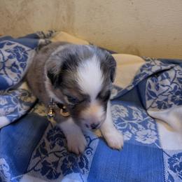 Silver - Blue merle male Miniature Australian Shepherd puppy in Florida from Silver Palms Ranch