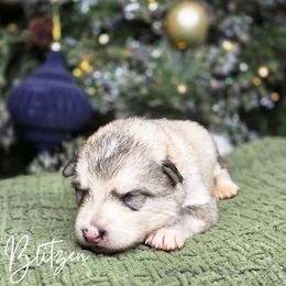 Blitzen - Sable and white male Alaskan Malamute puppy in Brookwood, Alabama from Sunset Malamutes