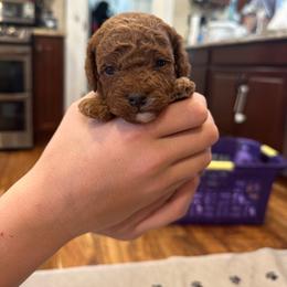 Poodle Puppies from Mountain Valley Poodles