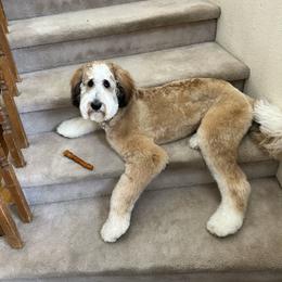 Bernedoodle All Grown Up from Peyton Doodles